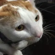 みっちょ