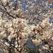 Lilyの画像