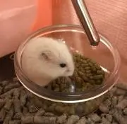 ゆっこの画像