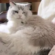 keの画像