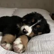さの画像