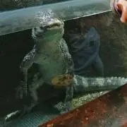 にし