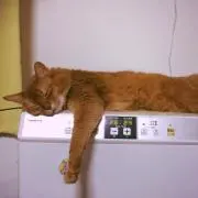 まゆ