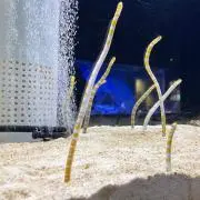 チンアナゴ