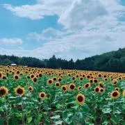 ゆたんぽの画像