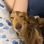 アク太郎【断捨離中】の画像