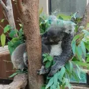 riの画像