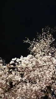 □美品EIKO KONDO アシンメトリー刺繍ノースリーブチュニック異素材黒