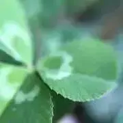 sugarの画像