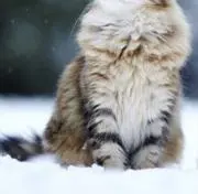 にゃん汰の画像