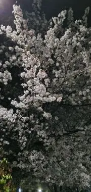 佐々木 あき】サイン入りチェキ - メルカリ