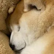 あぽの画像