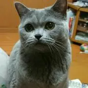 つくね♡の画像