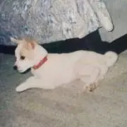 バンマメ