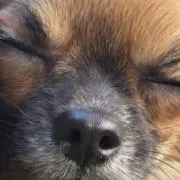 のらの画像