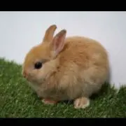 まろん