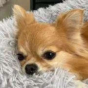 さくさくぱんだの画像