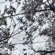 ちょろ❁⃘*.゜プロフ見てくださいの画像