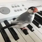 ことり