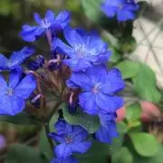 まこの画像