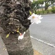 ☆メロンパン☆