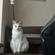 蓮