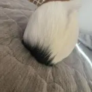 つぐみ♪の画像