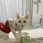 ナルミの画像