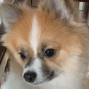 おぼろ