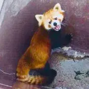 ちゃー