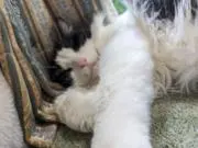 猫の手の画像