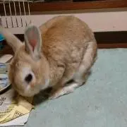 ミサト　同梱にて送料の差額をお引きしますの画像