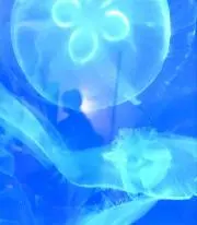 kanonの画像