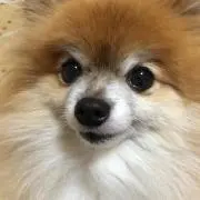 マイキー