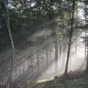 ねぎまの画像