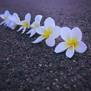 もち子の画像
