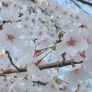 miの画像