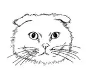 すぅーチャンの画像