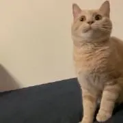 ちるべえ