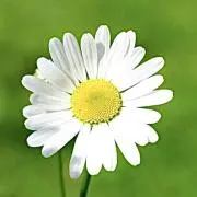 きなこの画像