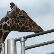 メアリー☆プロフィール読んでねの画像