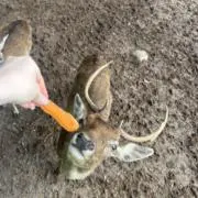 はるちゃんの画像