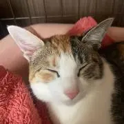 ウメ