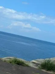 きくらげの画像
