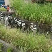 ひろこうの画像