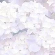 kirinの画像