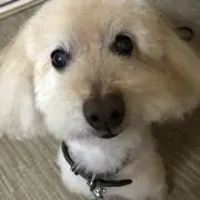 ayaの画像