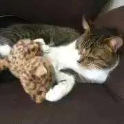 まみむの画像