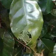 あらひよ　プロフ確認願いますの画像