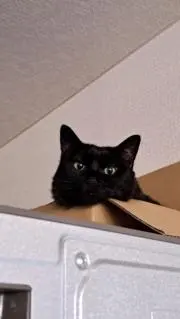 じゃすみん